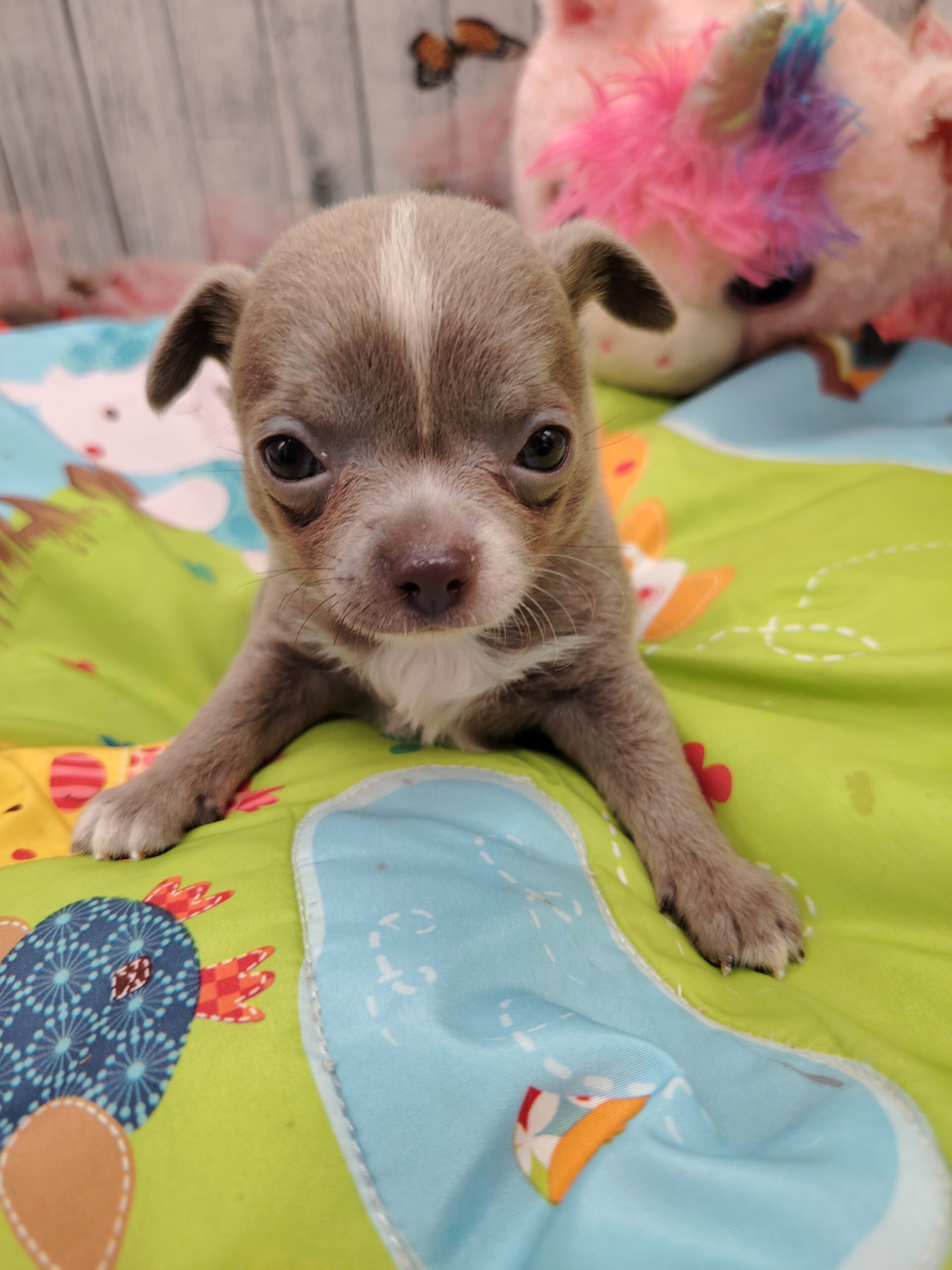 dog-breeder_52 azur mâle chihuahua