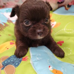 ATARI chihuahua
