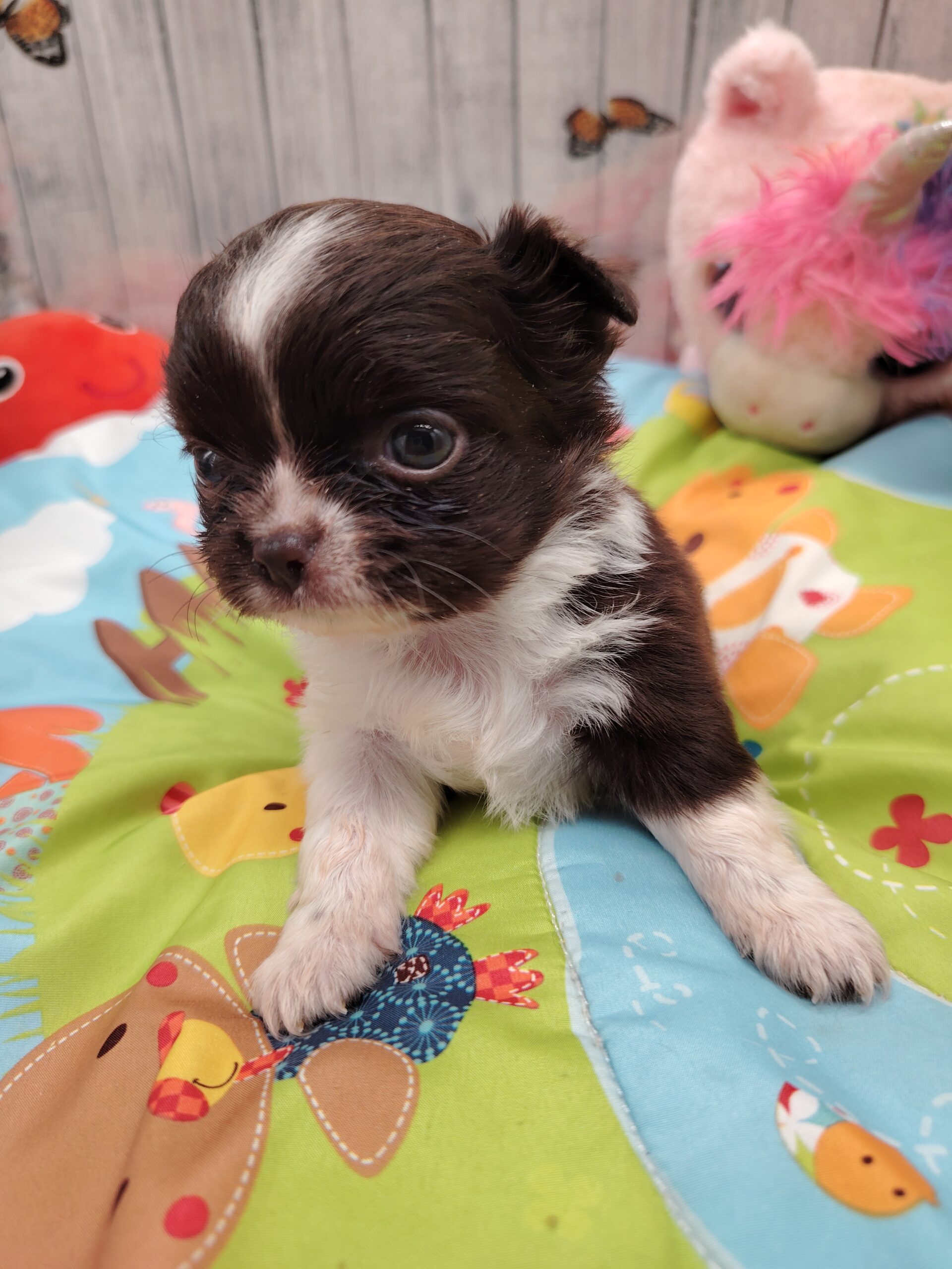 dog-breeder_52 aluna superbe petite femelle poil long
