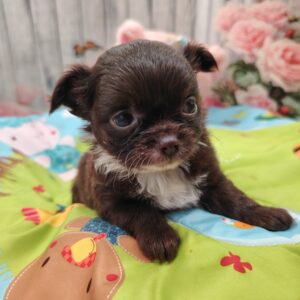 abys chihuahua poil long