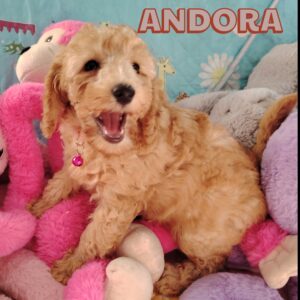 andora caniche nain abricot