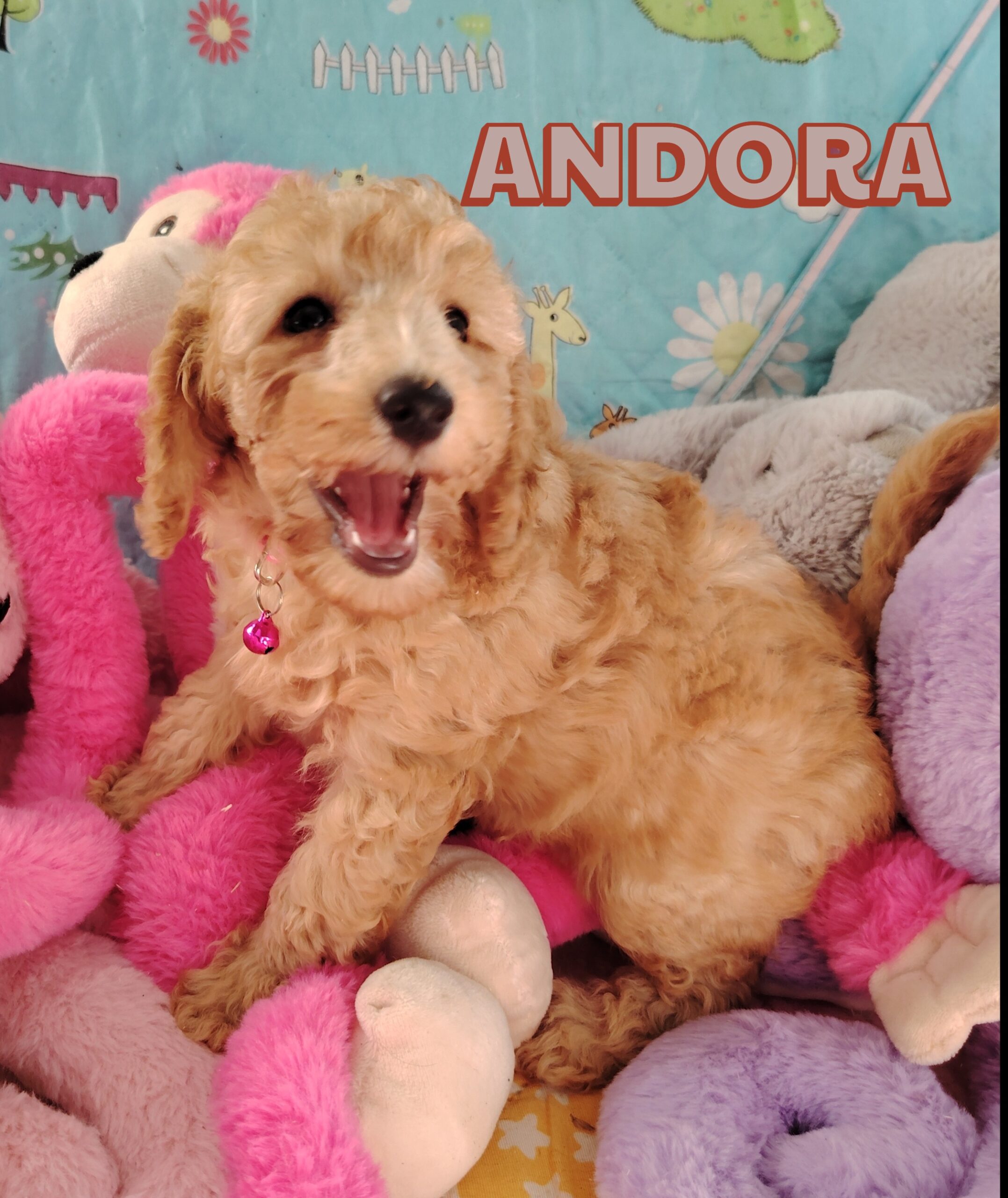 dog-breeder_52 andora caniche nain abricot