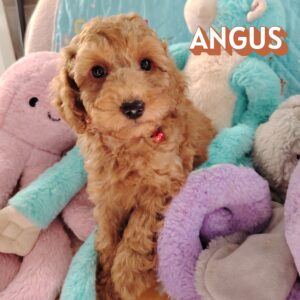 angus caniche nain abricot
