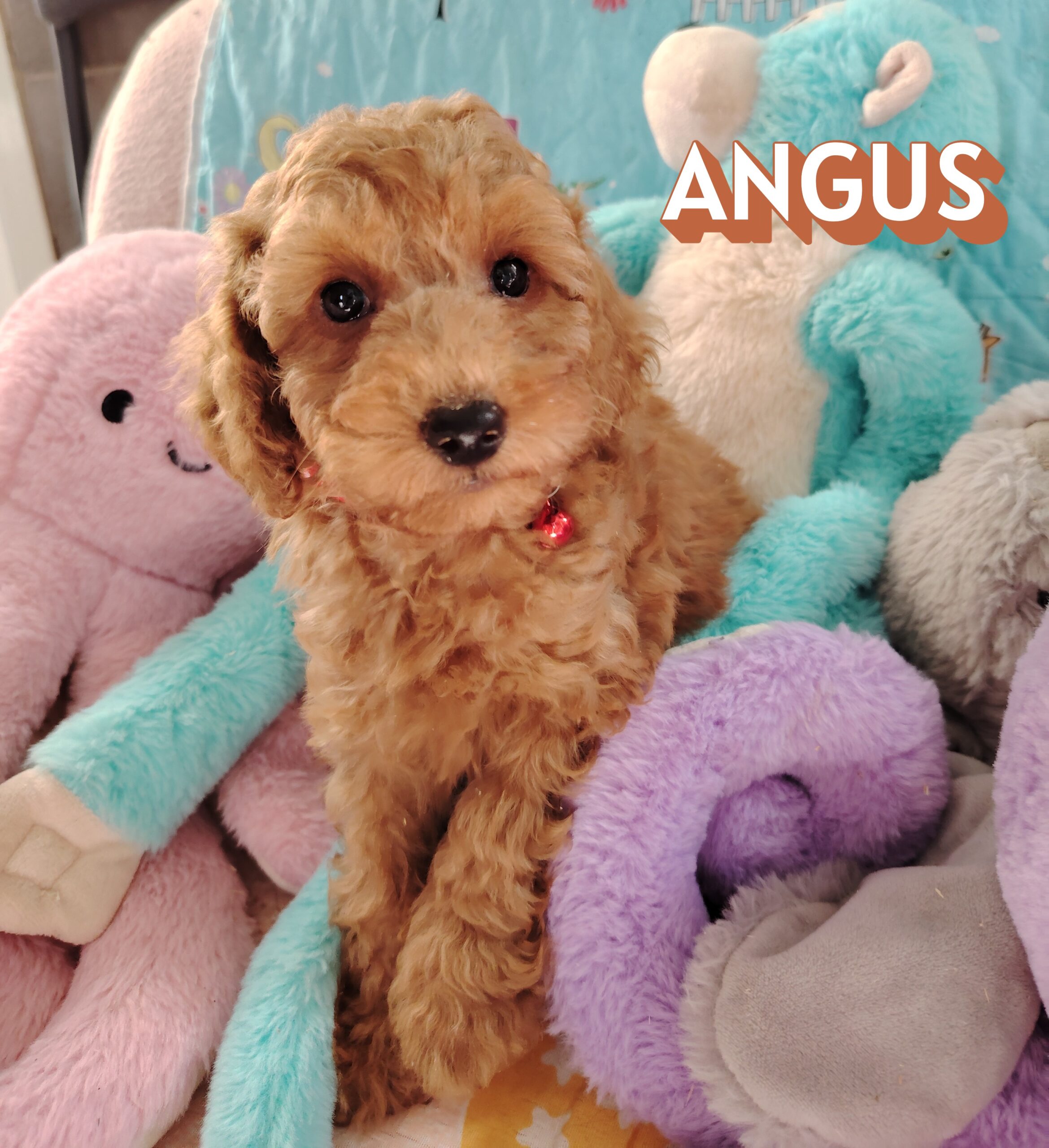 dog-breeder_52 angus caniche nain abricot