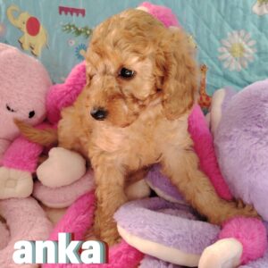 anka jolie caniche nain