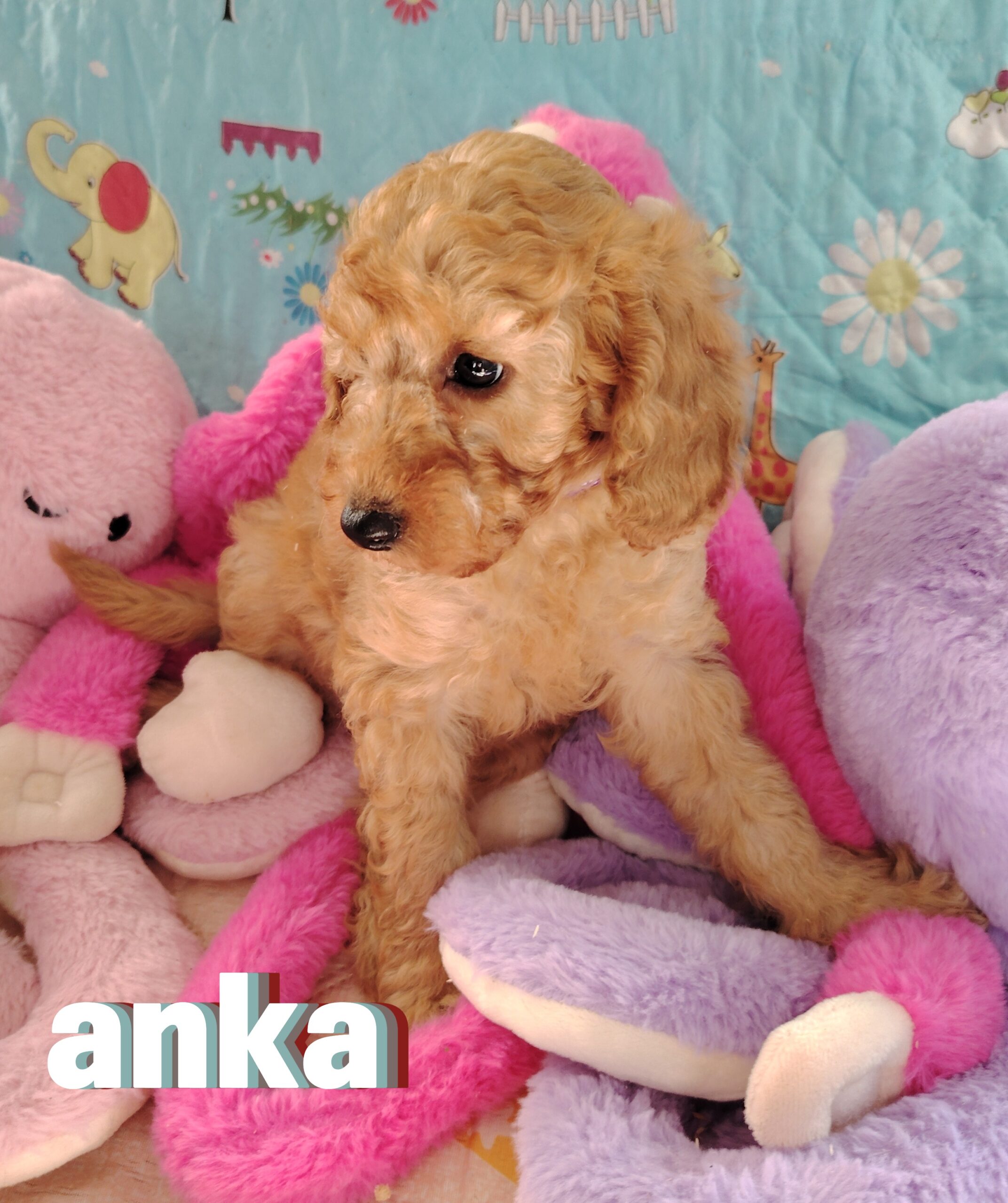 dog-breeder_52 anka jolie caniche nain