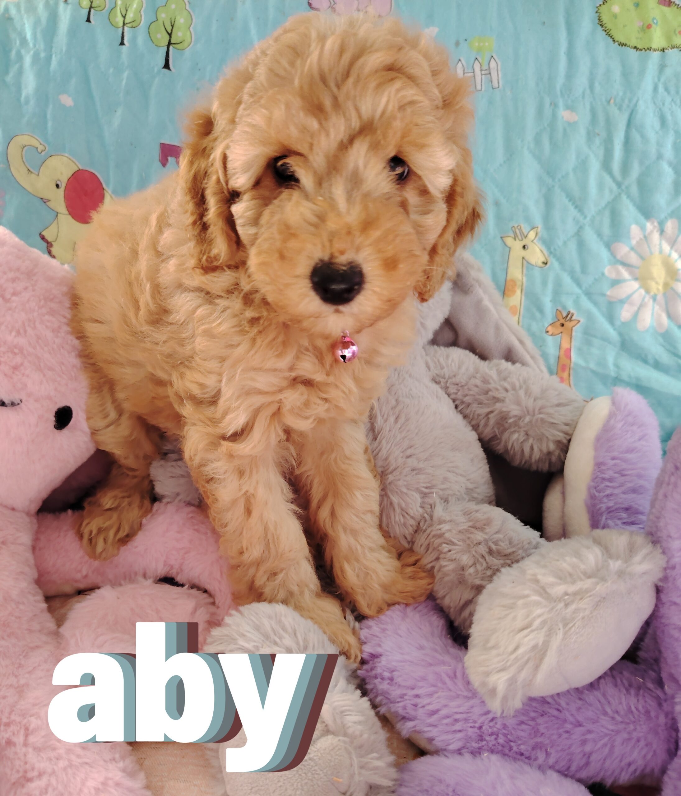 dog-breeder_52 aby