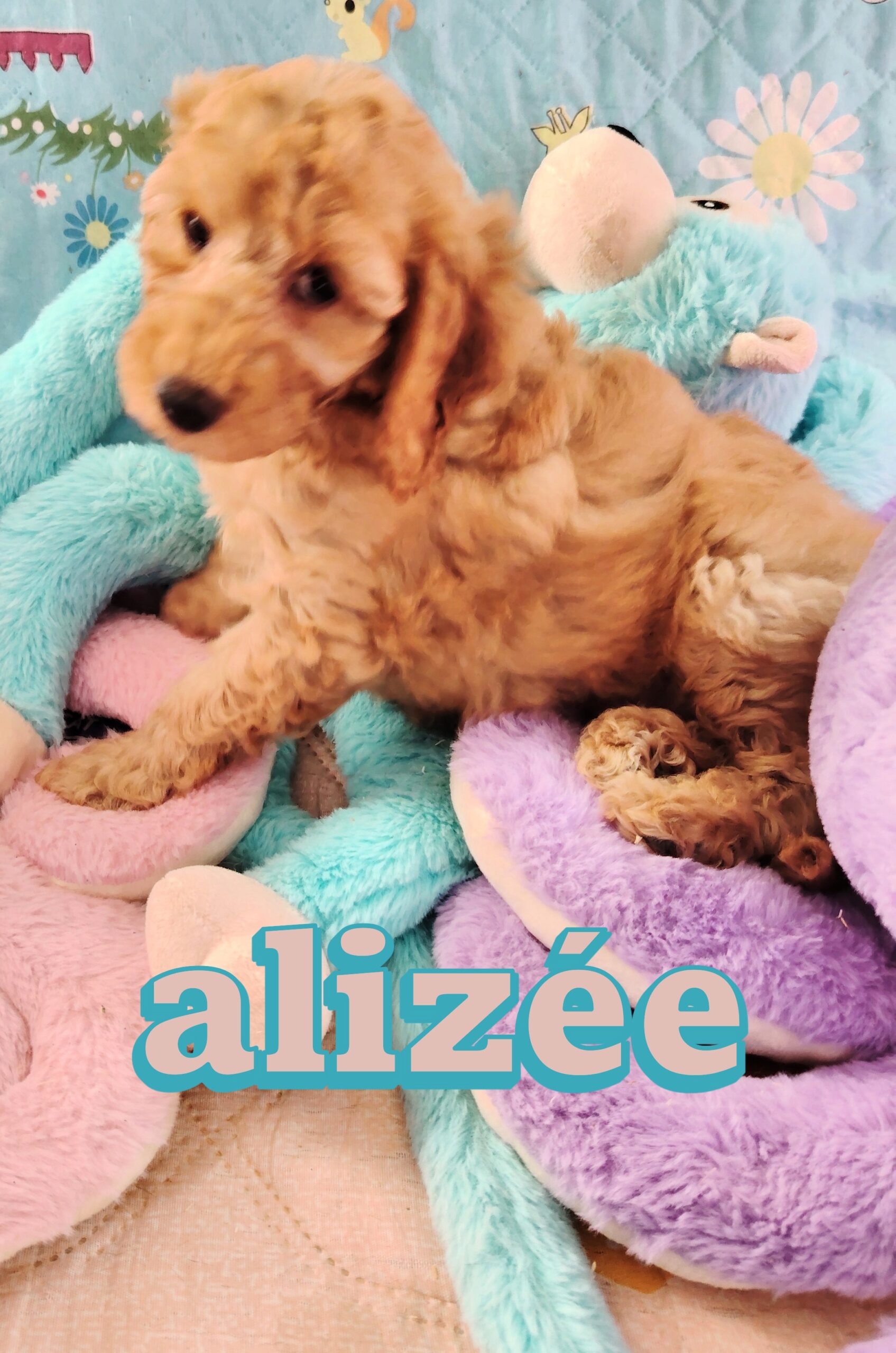 dog-breeder_52 alisée