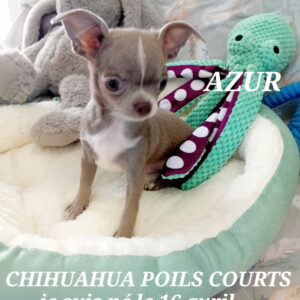AZUR SUPERBE CHIHUAHUA