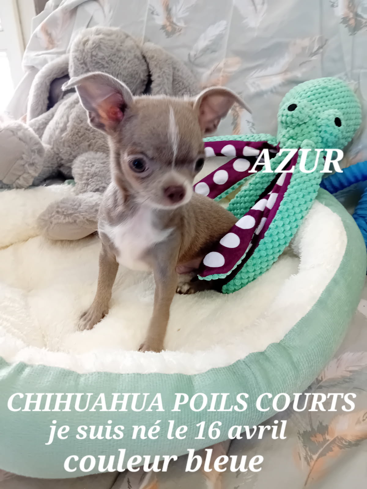 AZUR SUPERBE CHIHUAHUA