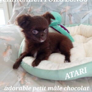 ATARI CHIHUAHUA POIL LONG CHOCOLAT