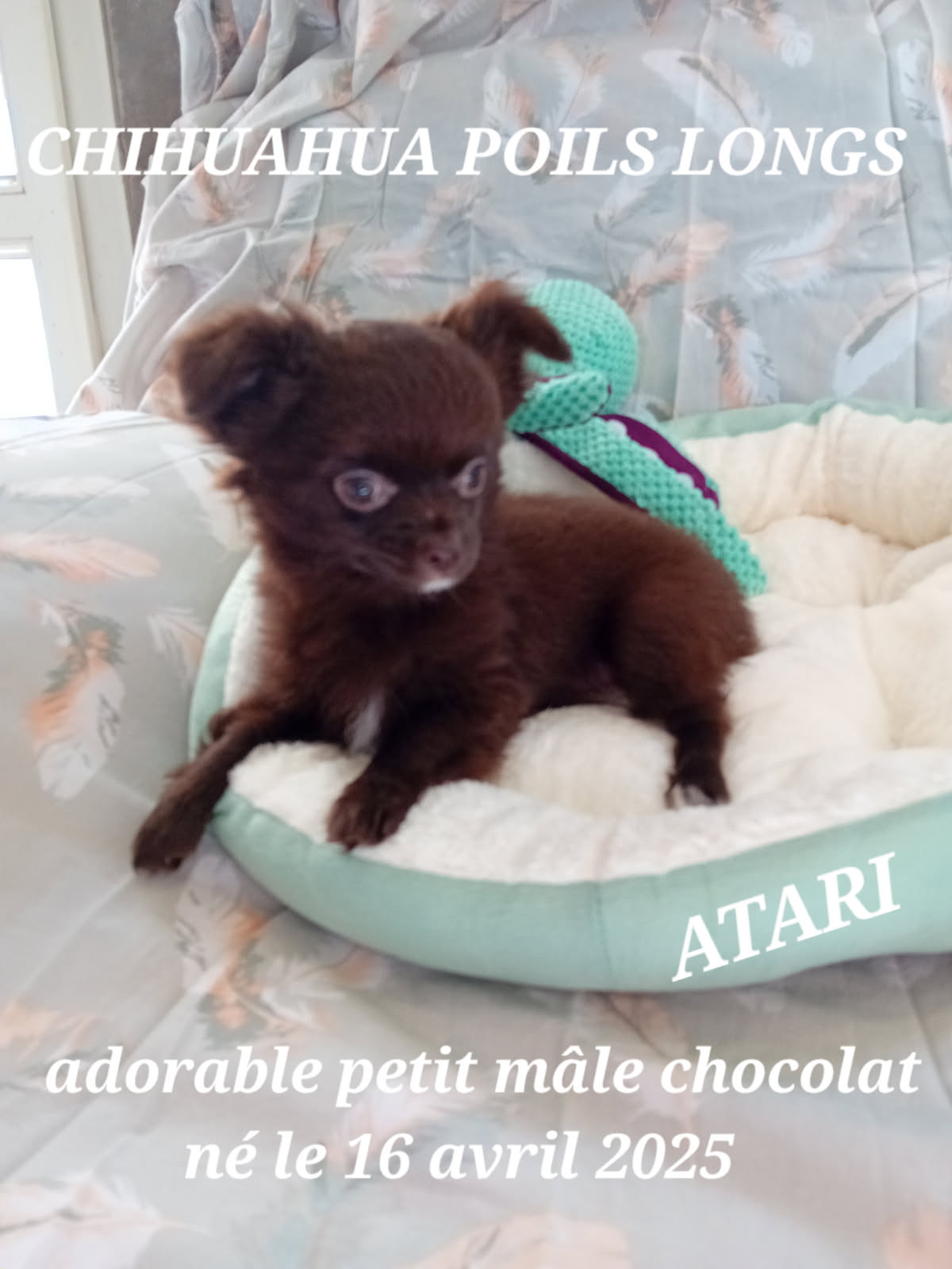 dog-breeder_52 ATARI CHIHUAHUA POIL LONG CHOCOLAT
