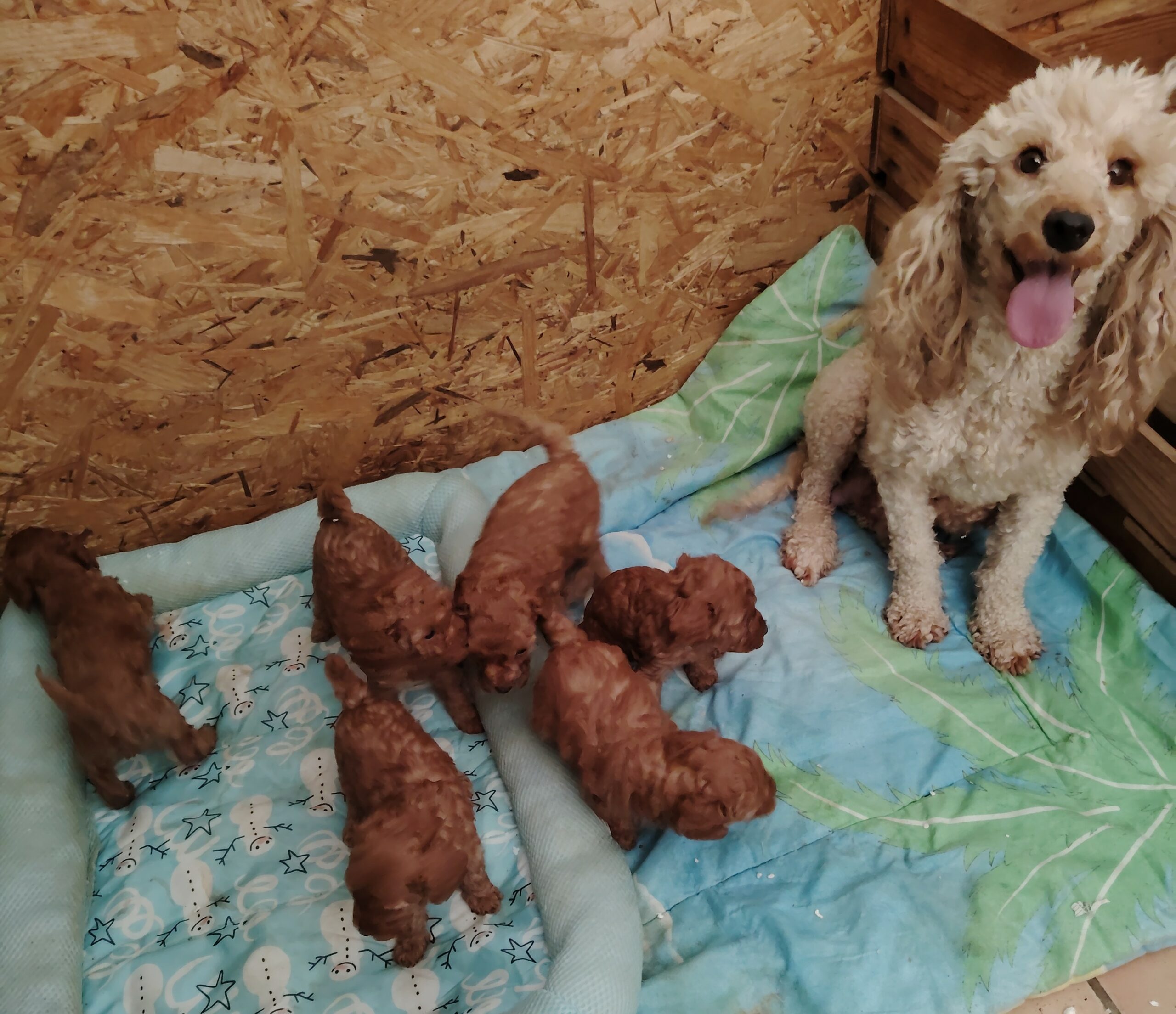 dog-breeder_52 ASTERIX caniche petit nain LOF
