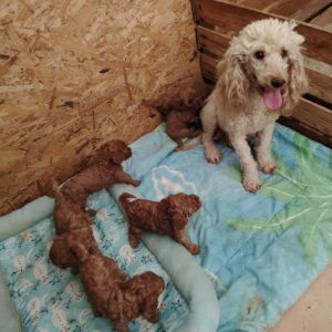 ARIBO CANICHE PETIT NAIN ABRICOT