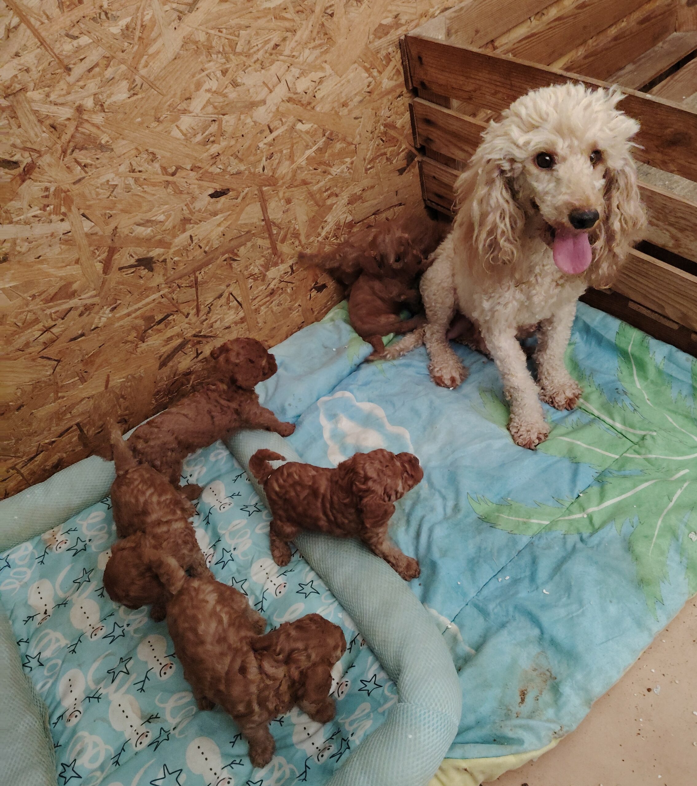dog-breeder_52 ARIBO CANICHE PETIT NAIN ABRICOT