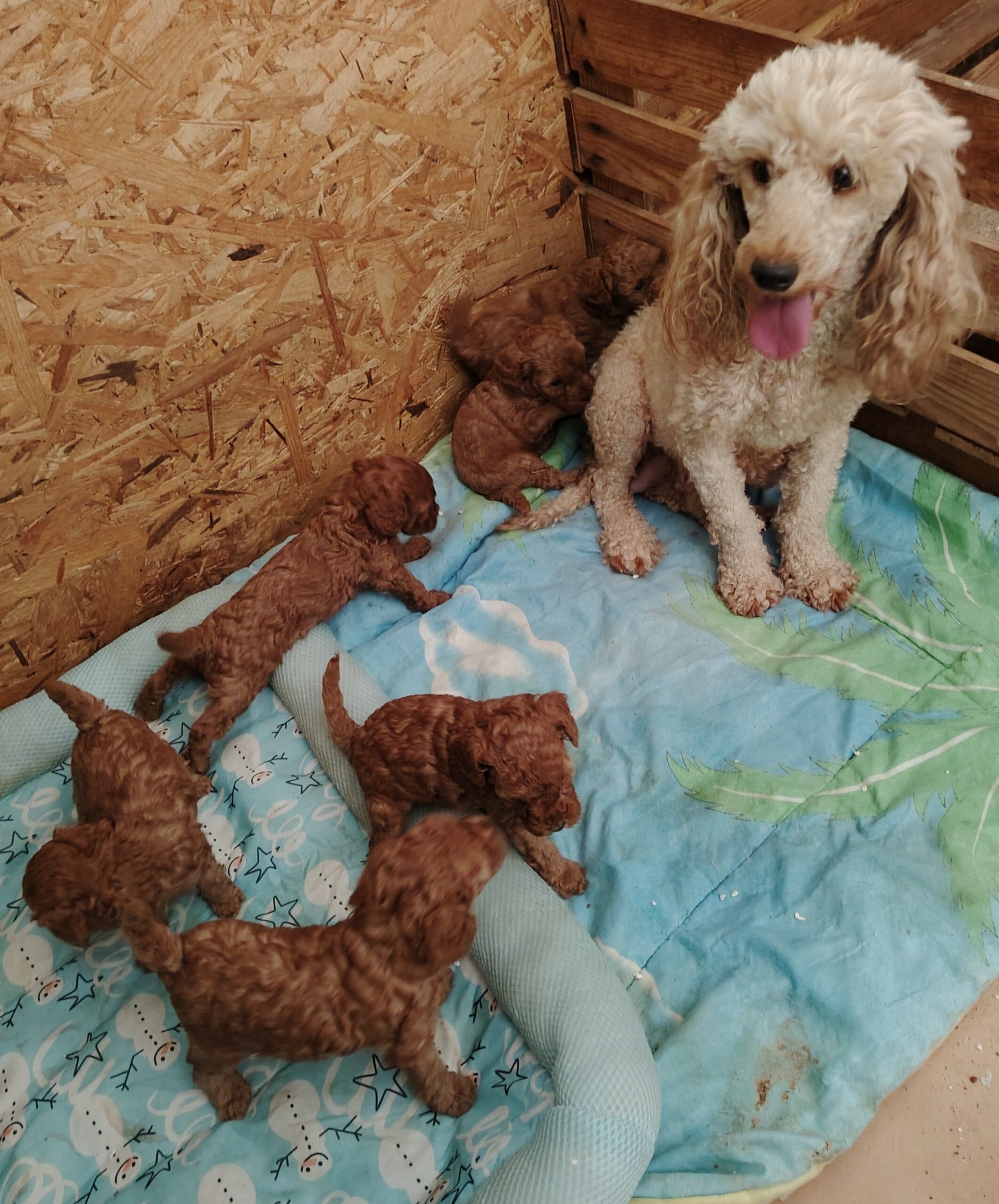 dog-breeder_52 aron