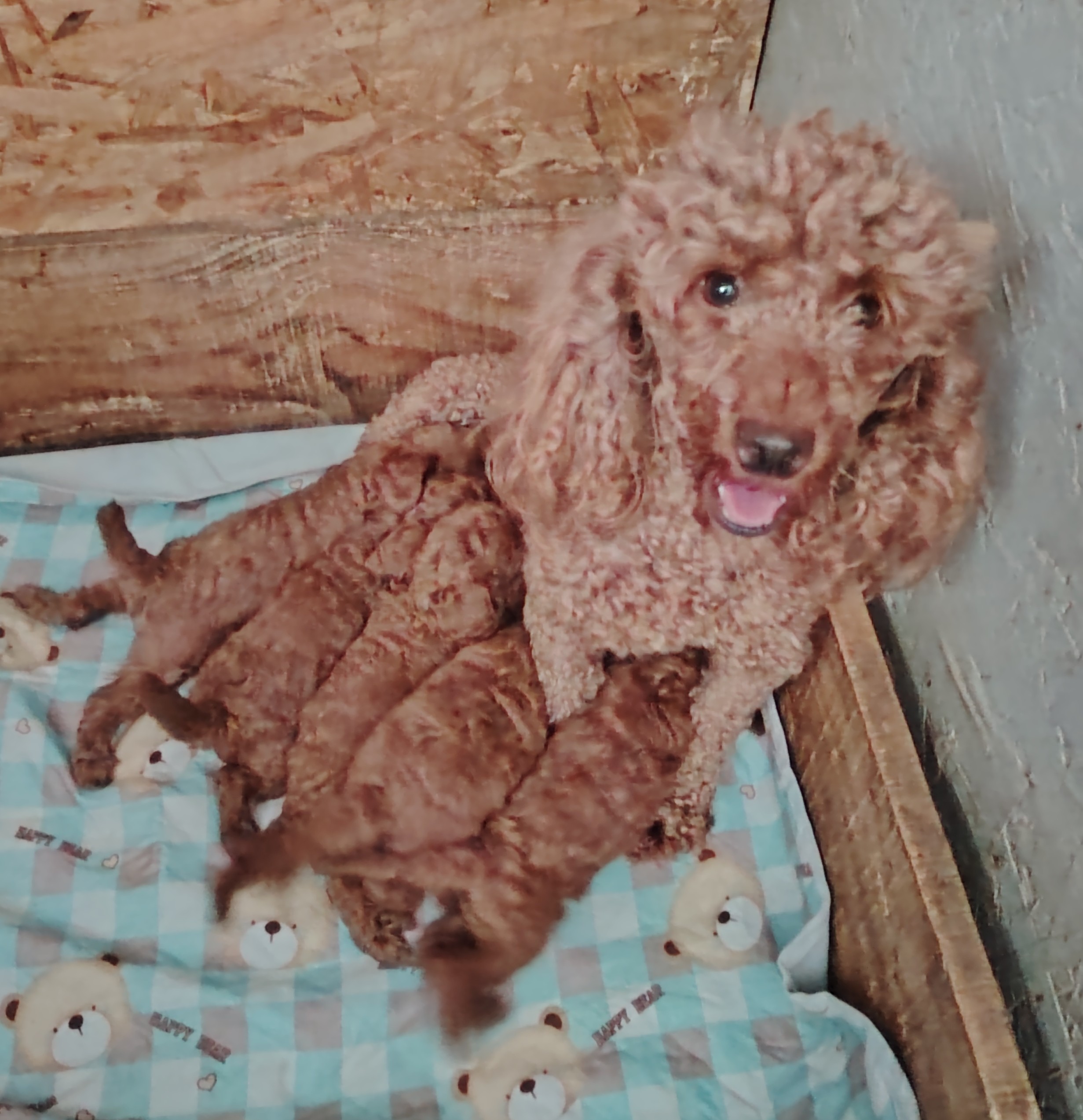 dog-breeder_52 ARRY