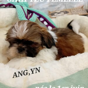 ANG'YN SHIH TZU LOF