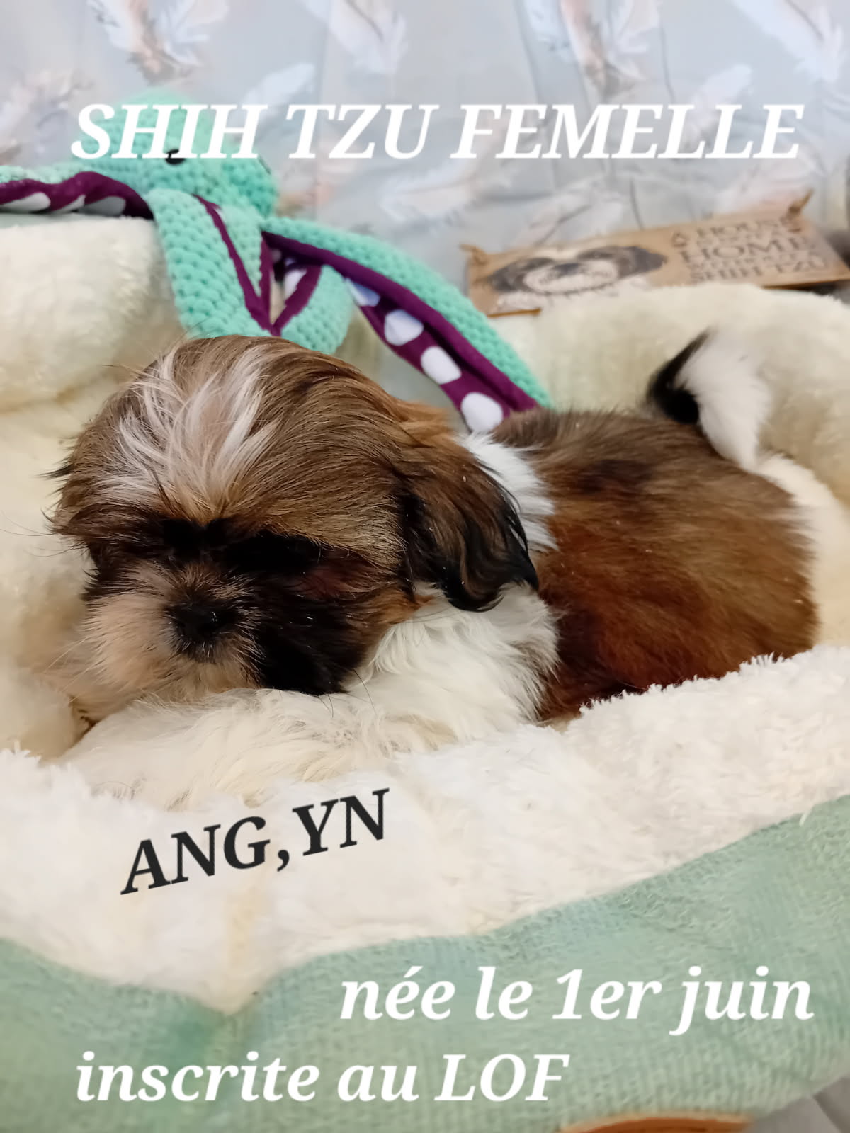 dog-breeder_52 ANG'YN SHIH TZU LOF