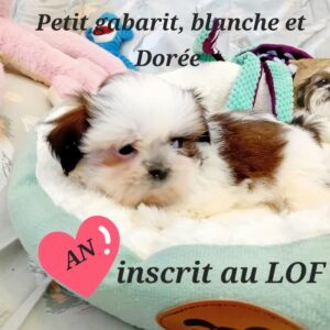 AN femelle SHIH TZU LOF