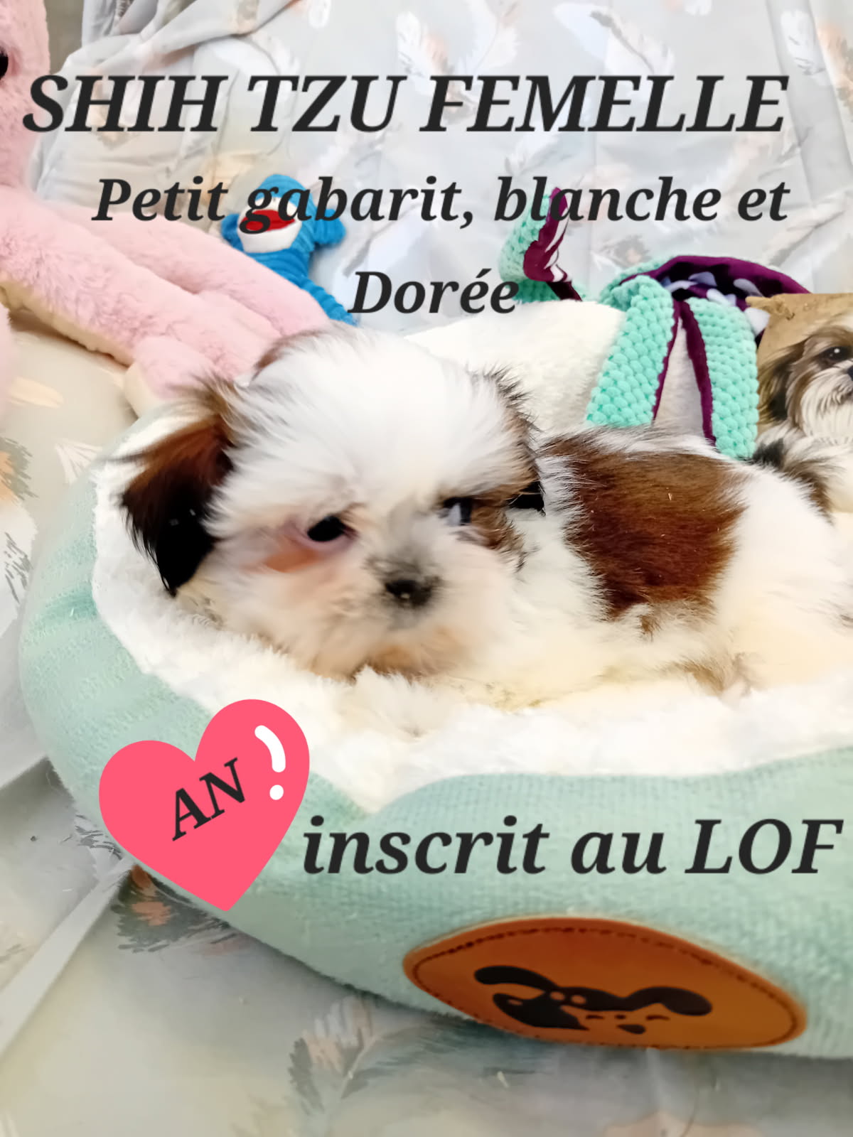 dog-breeder_52