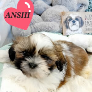 ANSHI JOLI MÂLE SHIH TZU LOF
