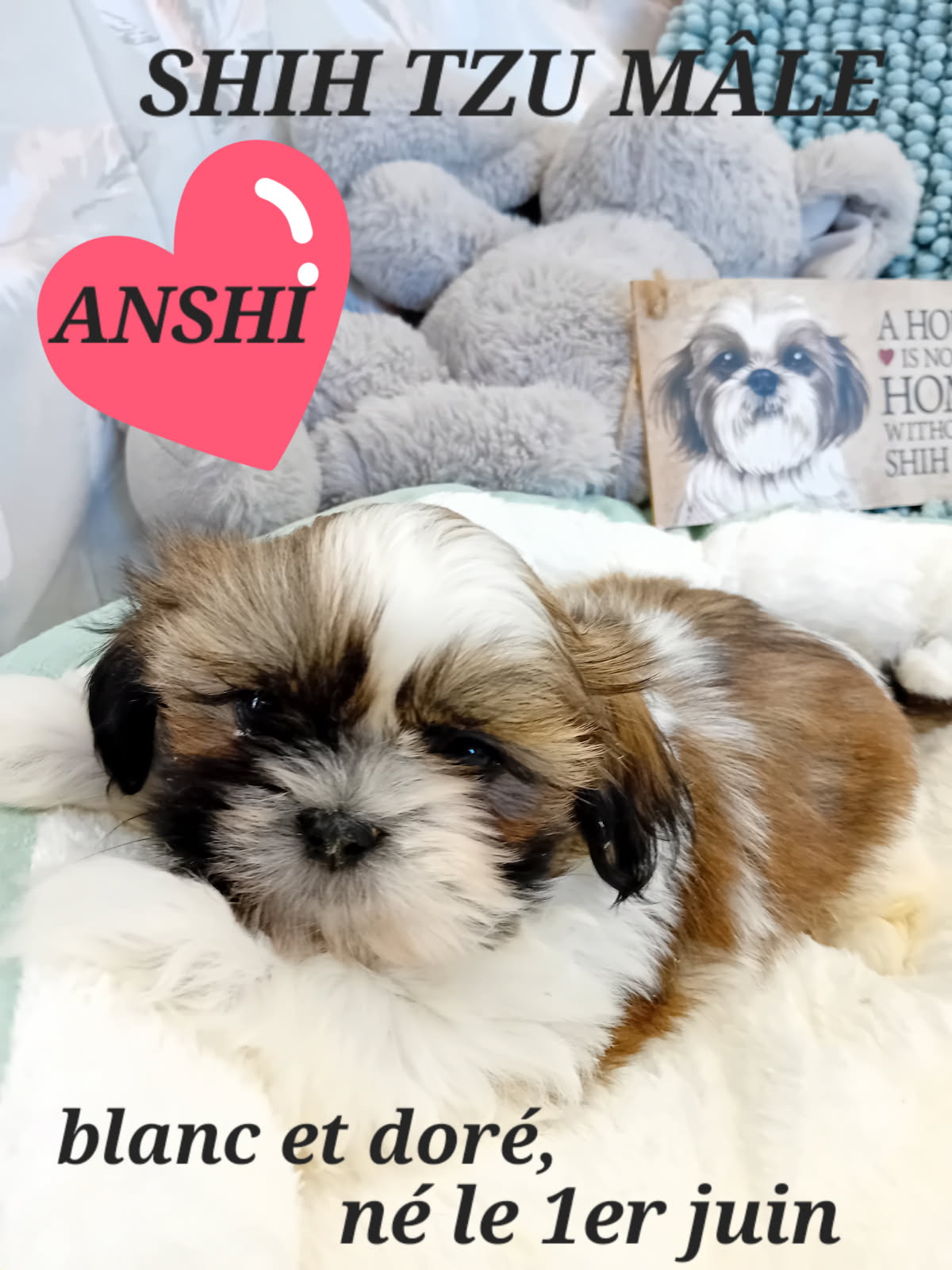 dog-breeder_52 ANSHI JOLI MÂLE SHIH TZU LOF