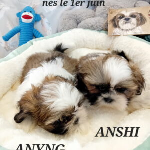 ANYNG petit shih tzu