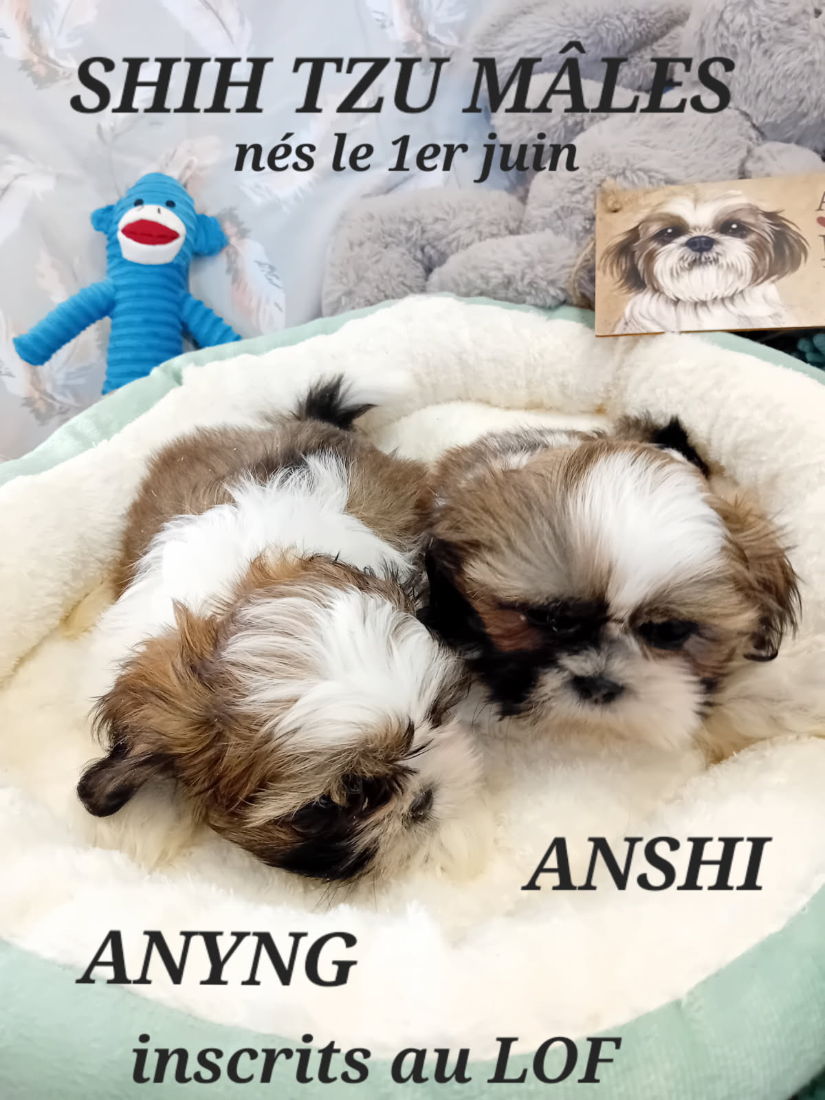 dog-breeder_52 ANYNG petit shih tzu