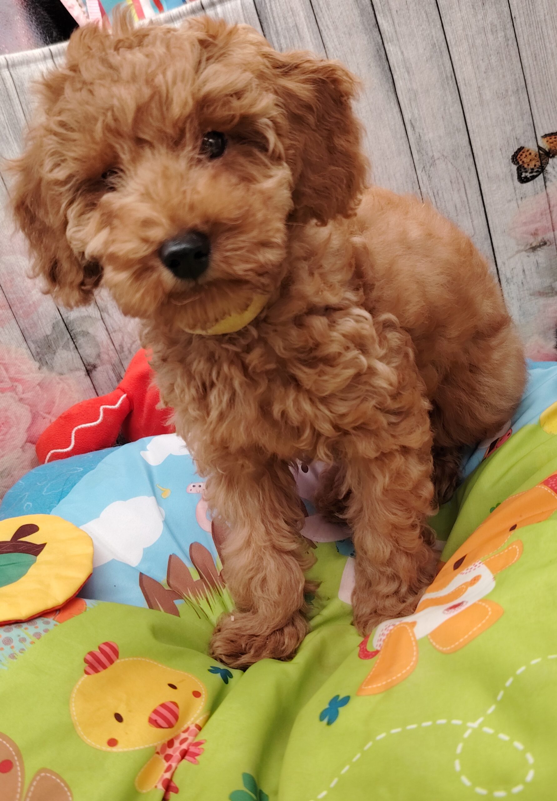 dog-breeder_52 aribo