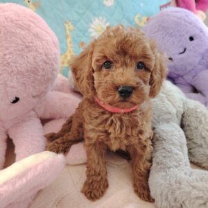 amazone caniche nain abricot