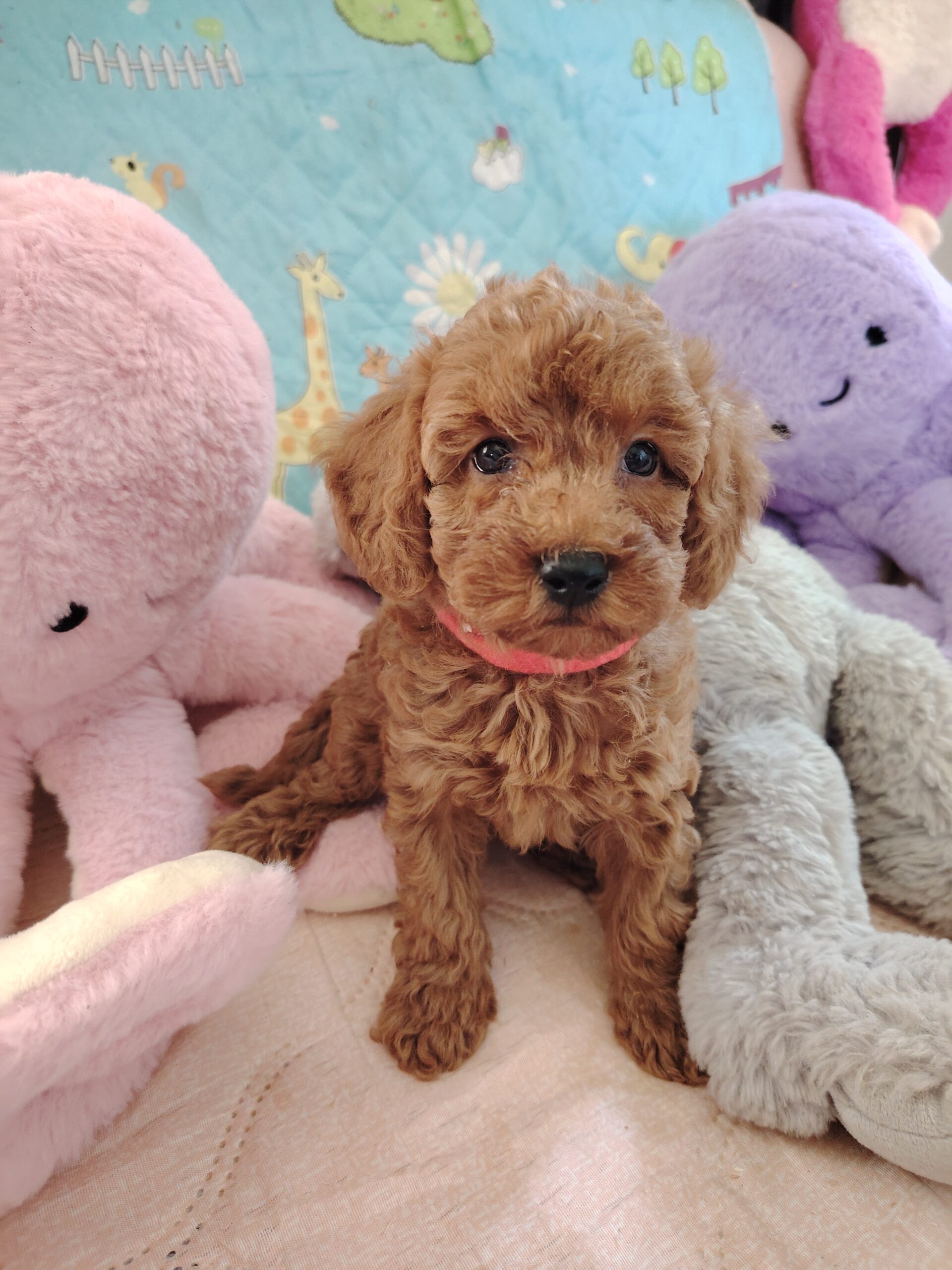 amazone caniche nain abricot
