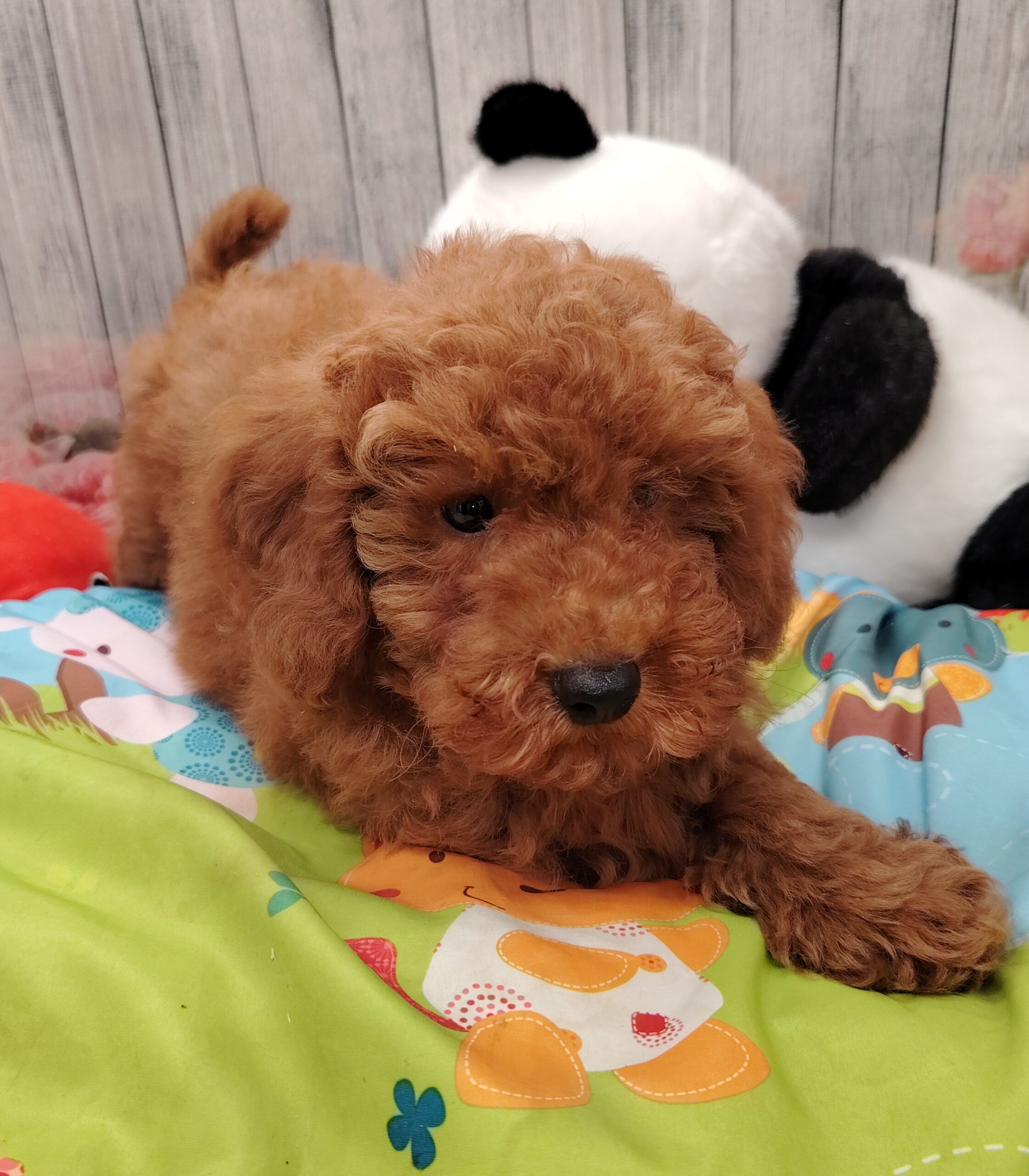 dog-breeder_52 asco