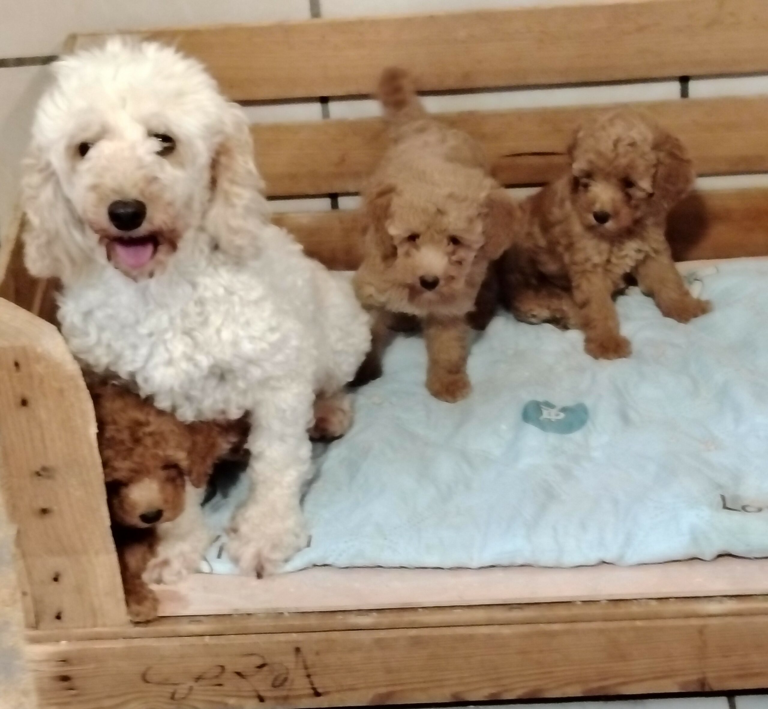 bébé paprika