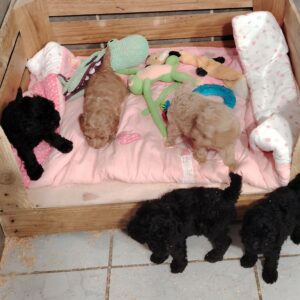 bébé taiga