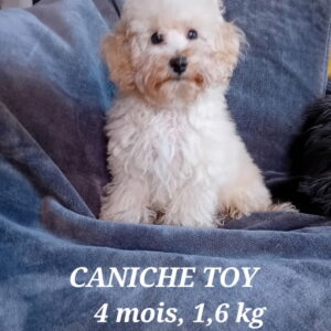 amstramgram caniche toy