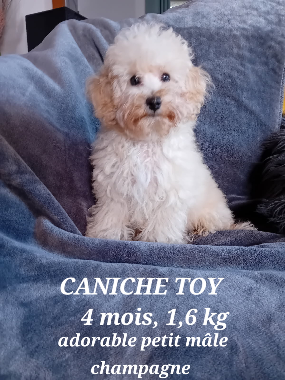 amstramgram caniche toy
