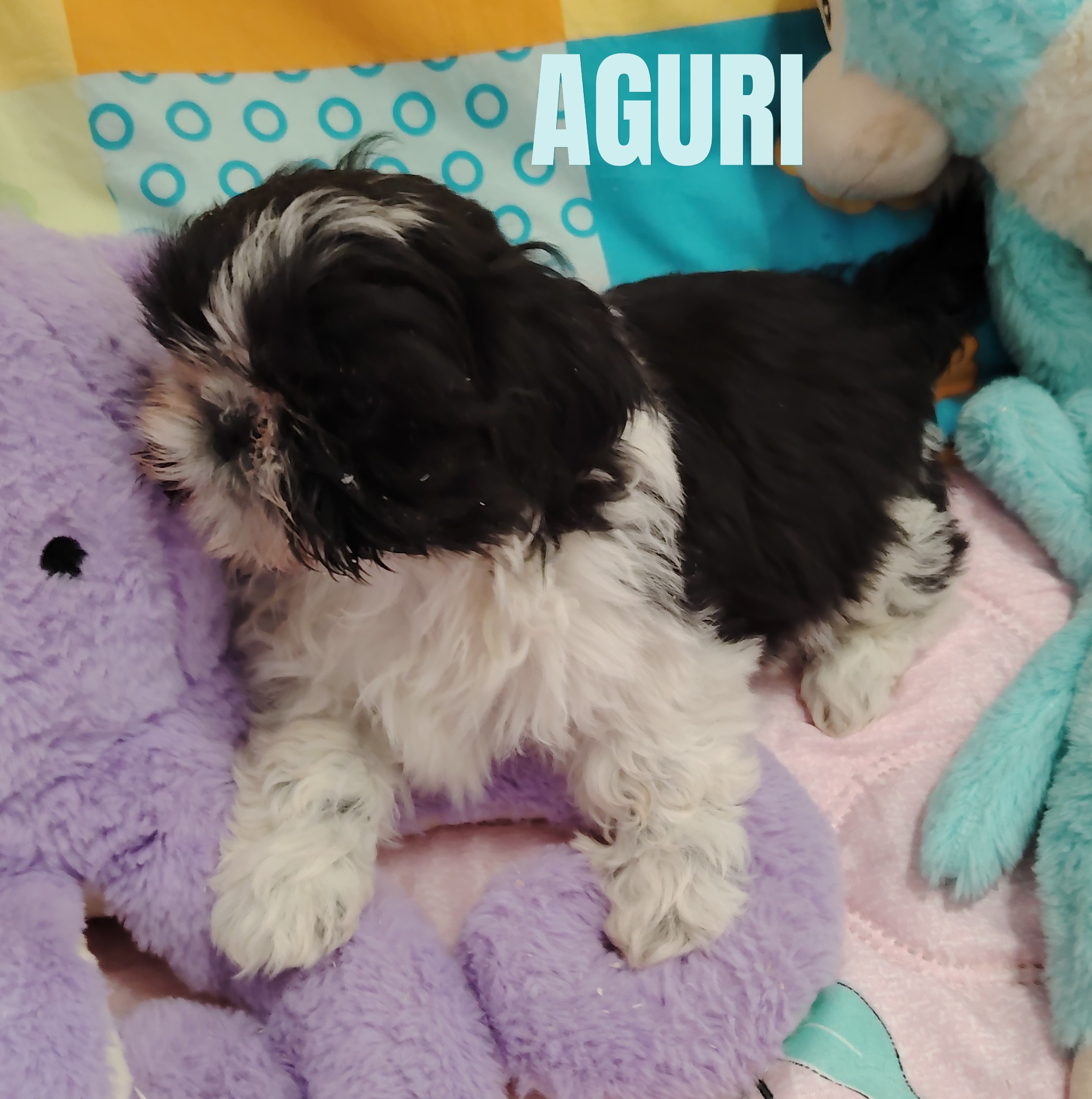 aguri shih tzu