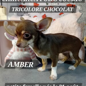 AMBER CHIHUAHUA
