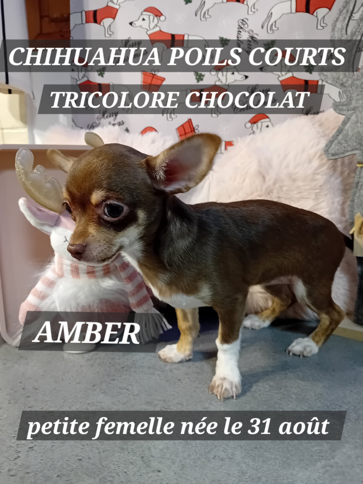 AMBER CHIHUAHUA