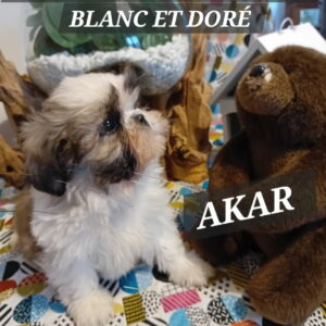 AKAR shih tzu