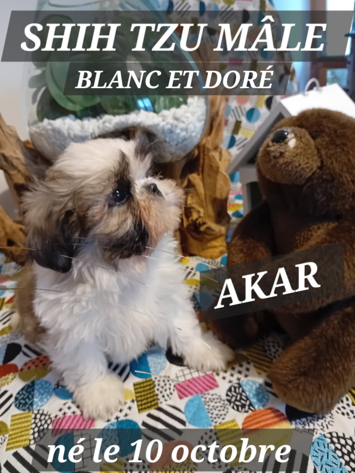 AKAR shih tzu