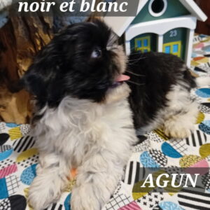 AGUN SHIH TZU
