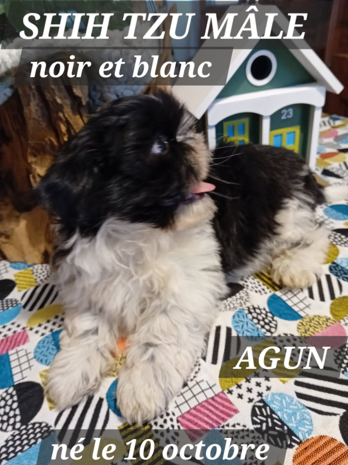 AGUN SHIH TZU
