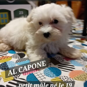 al capone