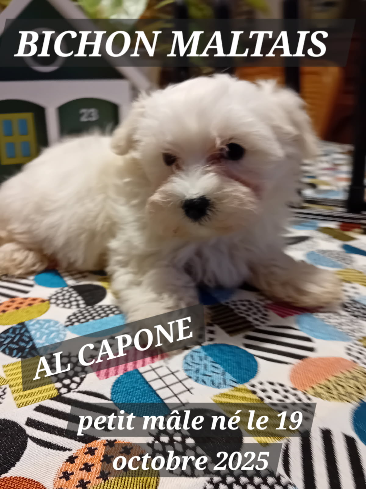 al capone