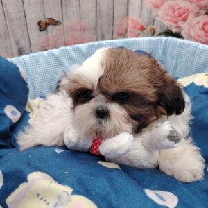 ALADIN shih tzou lof