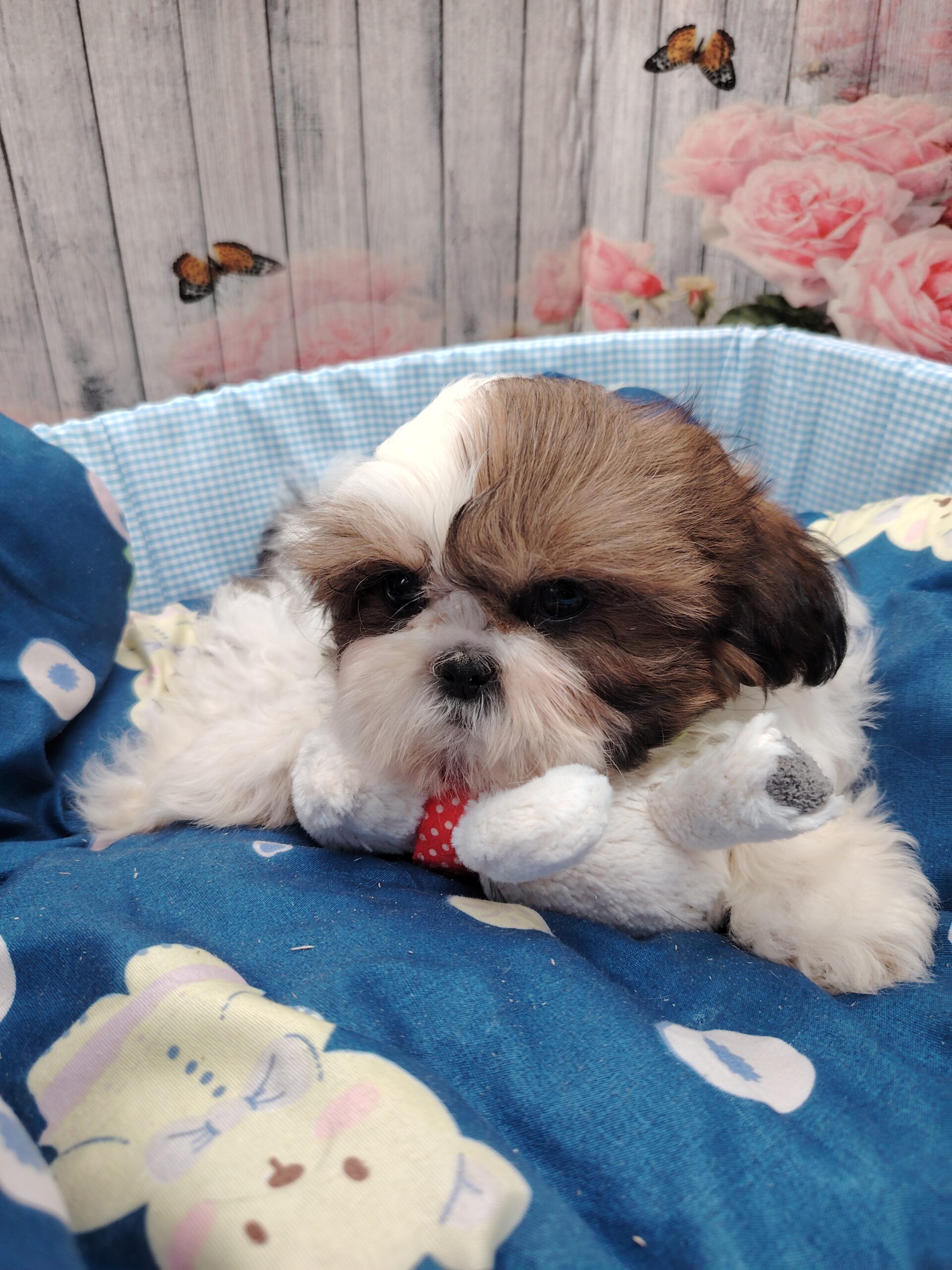 ALADIN shih tzou lof