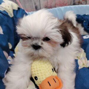 AIKO shih tzu LOF