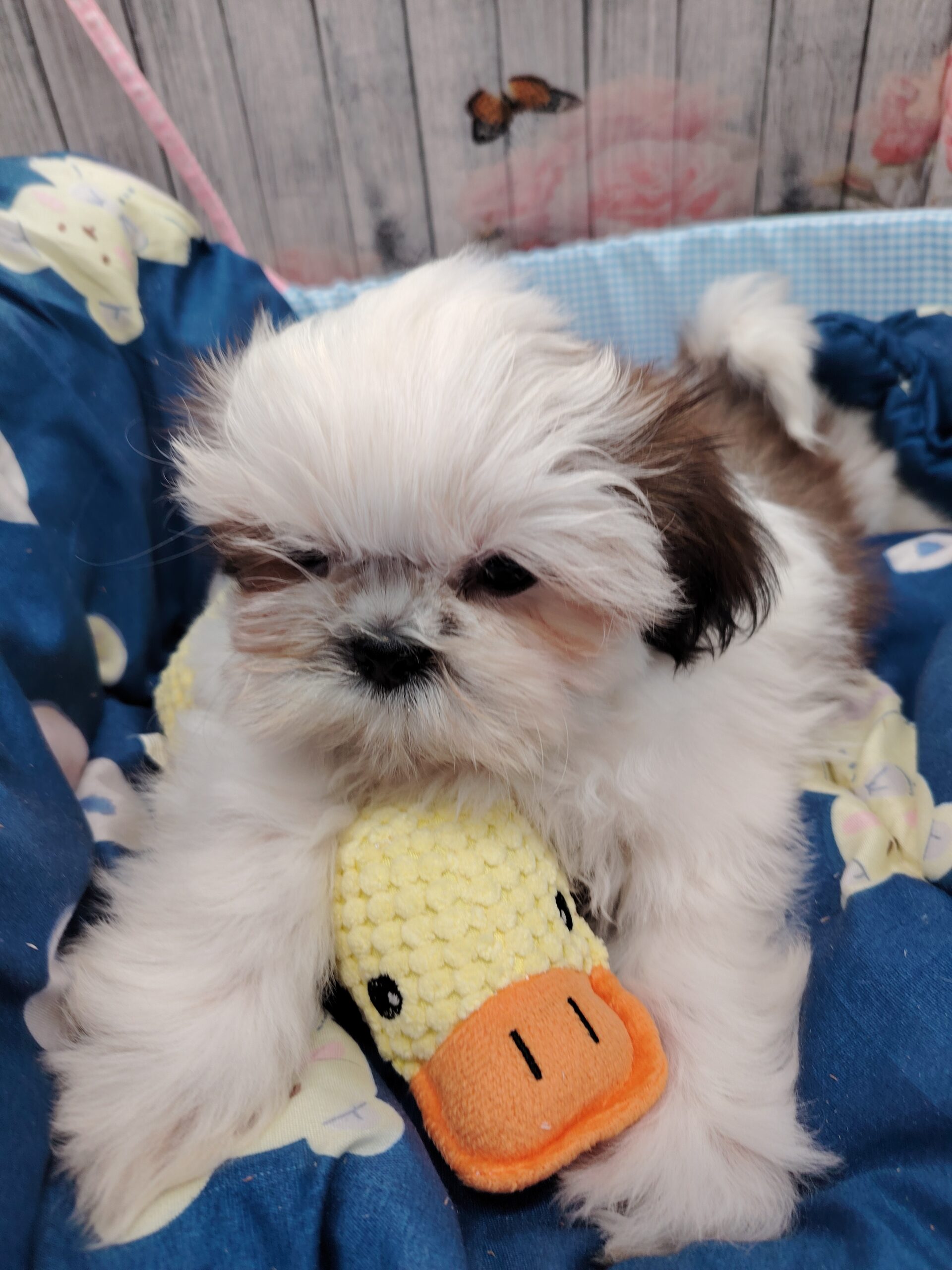 AIKO shih tzu LOF